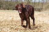 SETTER IRLANDAIS 483